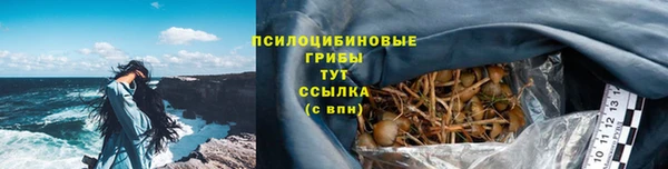 стафф Новозыбков